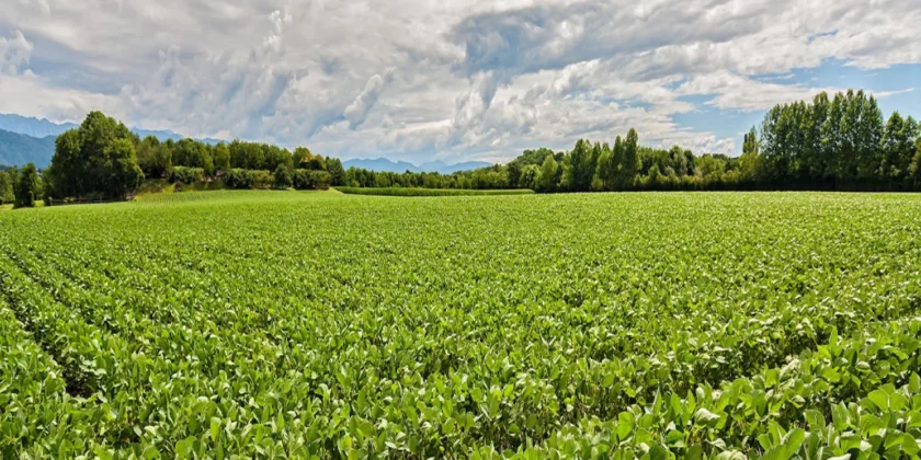 El Niño, La Niña e os impactos no setor de energia e agronegócio: aprendizados de 2024 e como se preparar para os extremos climáticos
