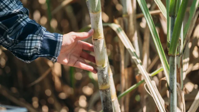 Biomassa no Brasil e segurança energética: tendências e o futuro das usinas sucroenergéticas
