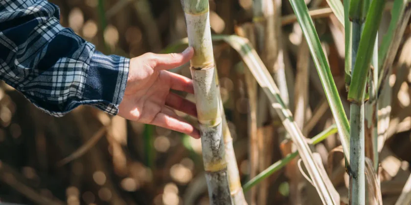 Biomassa no Brasil e segurança energética: tendências e o futuro das usinas sucroenergéticas